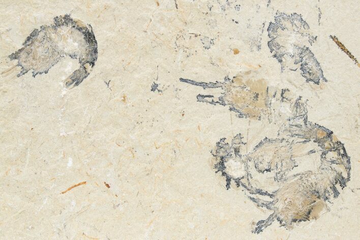 Four Cretaceous Fossil Shrimp - Lebanon #236056